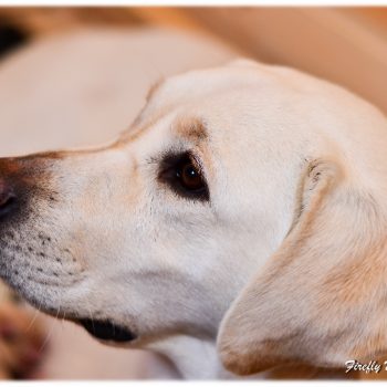 A2016-02-07_11-51-53