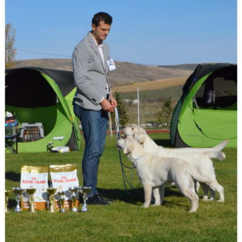 14.10.2017 - Romania RETRIEVR CLUB Turda - the GOLD TEAM Sonya, Rona & Belle