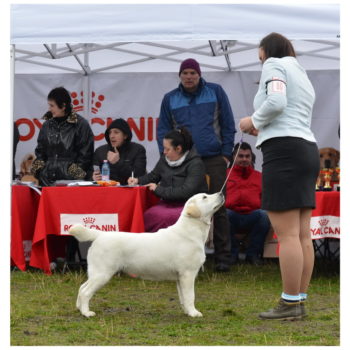 29.03.2015 SONYA - Romania RETRIEVR CLUB Medias - Clasa intermediara - Ex. I, CAC, BB, BOB, Club Winner (judge Jan Roger Sauge)