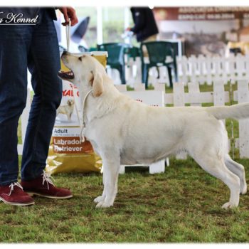 08.10.2016 SONYA - Romania RETRIEVR CLUB Turda - Open class - Ex. I, CAC, BB, BOB, Club Winner (judge Bruno Facq (FR))