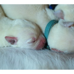 Light Blue Boy and the girl