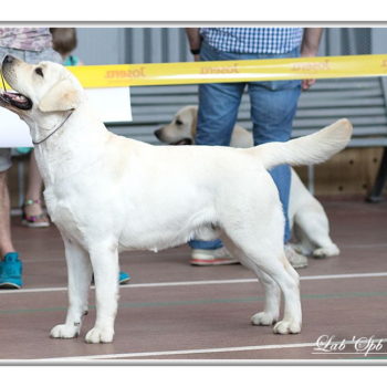 s. Am Ch. Devonshires Huckleberry Finn + d. vice WW Lab`SPb Sheherezada 
17.09.2016 
BREEDER: Egorova O.
OWNER: Boltyan S/Orlova S.
PRA,EIC,CNM,CY,DM,HNPK,HUU,PKD, -clear(Animal Genetics)
Long hair clear( Animal Genetics)
preliminary HD-AA ED-00
JUNOIR CHAMPION OF UKRAINE
GRAND JUNIOR CHAMPION OF UKRAINE
JUNOIR CHAMPION OF MOLDOVA
GRAND JUNIOR CHAMPION OF MOLDOVA
CHAMPION OF MOLDOVA
