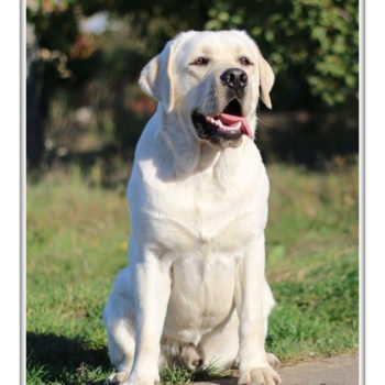 s. Am Ch. Devonshires Huckleberry Finn + d. vice WW Lab`SPb Sheherezada 
17.09.2016 
BREEDER: Egorova O.
OWNER: Boltyan S/Orlova S.
PRA,EIC,CNM,CY,DM,HNPK,HUU,PKD, -clear(Animal Genetics)
Long hair clear( Animal Genetics)
preliminary HD-AA ED-00
JUNOIR CHAMPION OF UKRAINE
GRAND JUNIOR CHAMPION OF UKRAINE
JUNOIR CHAMPION OF MOLDOVA
GRAND JUNIOR CHAMPION OF MOLDOVA
CHAMPION OF MOLDOVA