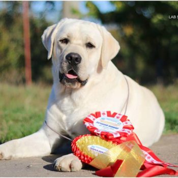 s. Am Ch. Devonshires Huckleberry Finn + d. vice WW Lab`SPb Sheherezada 
17.09.2016 
BREEDER: Egorova O.
OWNER: Boltyan S/Orlova S.
PRA,EIC,CNM,CY,DM,HNPK,HUU,PKD, -clear(Animal Genetics)
Long hair clear( Animal Genetics)
preliminary HD-AA ED-00
JUNOIR CHAMPION OF UKRAINE
GRAND JUNIOR CHAMPION OF UKRAINE
JUNOIR CHAMPION OF MOLDOVA
GRAND JUNIOR CHAMPION OF MOLDOVA
CHAMPION OF MOLDOVA