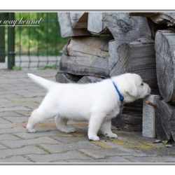 Dark Blue Boy 33 days