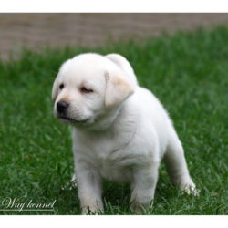 Dark Blue Boy 38 days