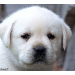 Dark Blue Boy 33 days