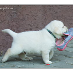 Light Blue Boy 33 days