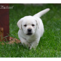 Purple Blue Boy 38 days