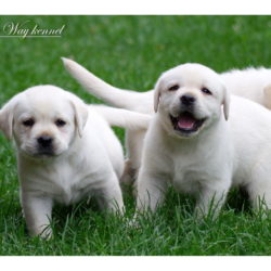 Purple Boy Yellow Girl and Light Blue Boy 38 days